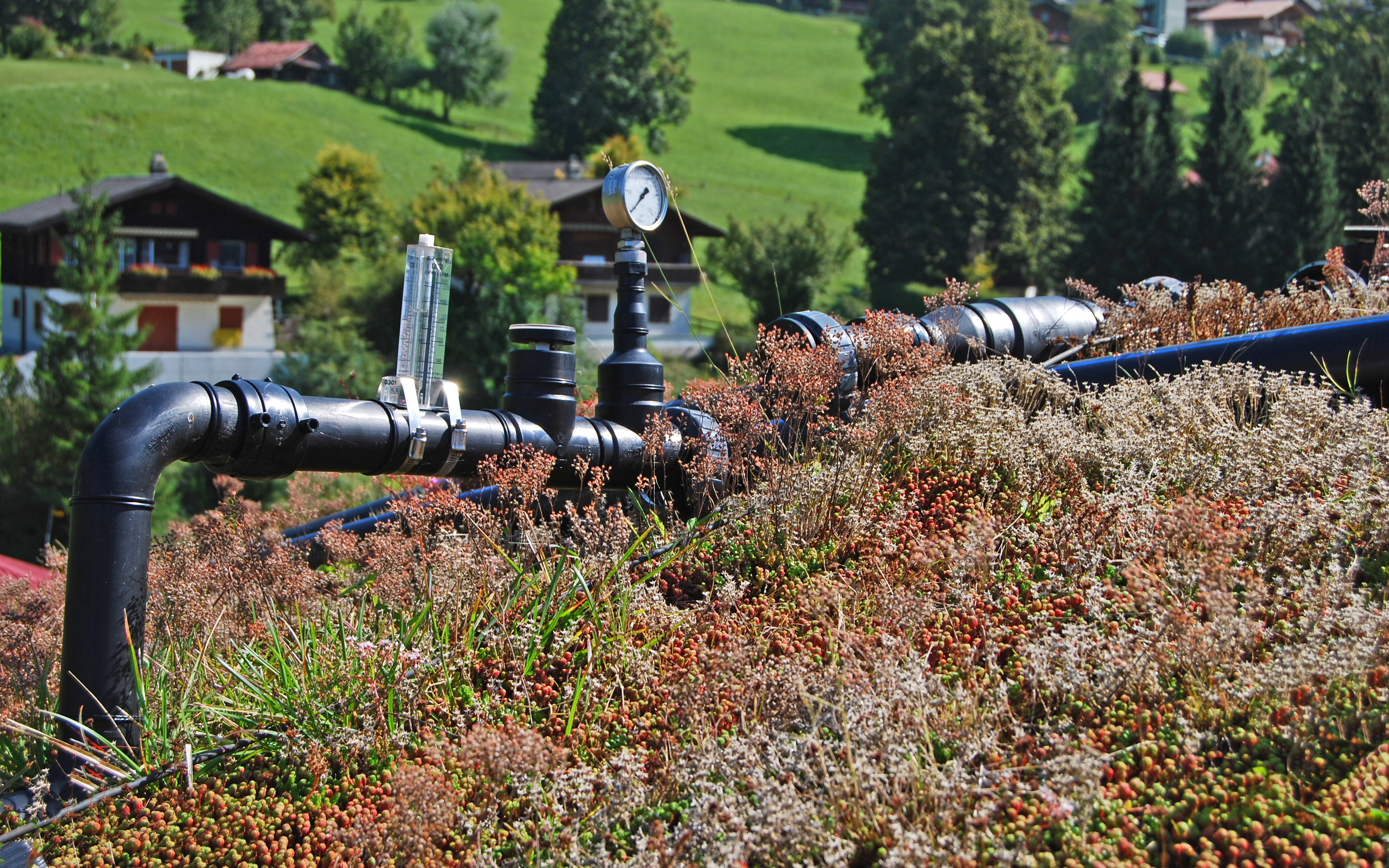 Extensive green roof